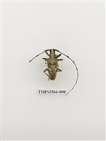 藏品(長角絨毛天牛)的圖片